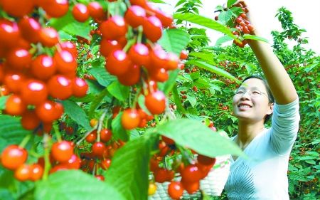 都江堰附近哪里有樱桃?温江历史天气情况-图2 都江堰附近哪里有樱桃?温江历史天气情况-图2