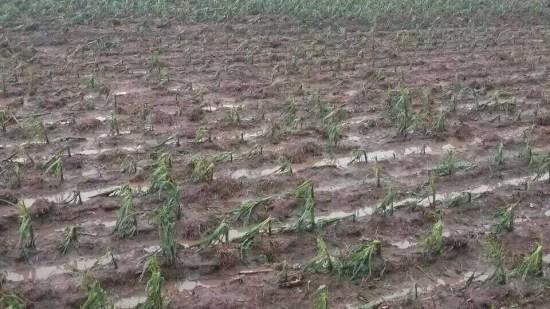 黑龙江冰雹农业受灾了吗?海林今晚天气情况-图1 黑龙江冰雹农业受灾了吗?海林今晚天气情况-图1