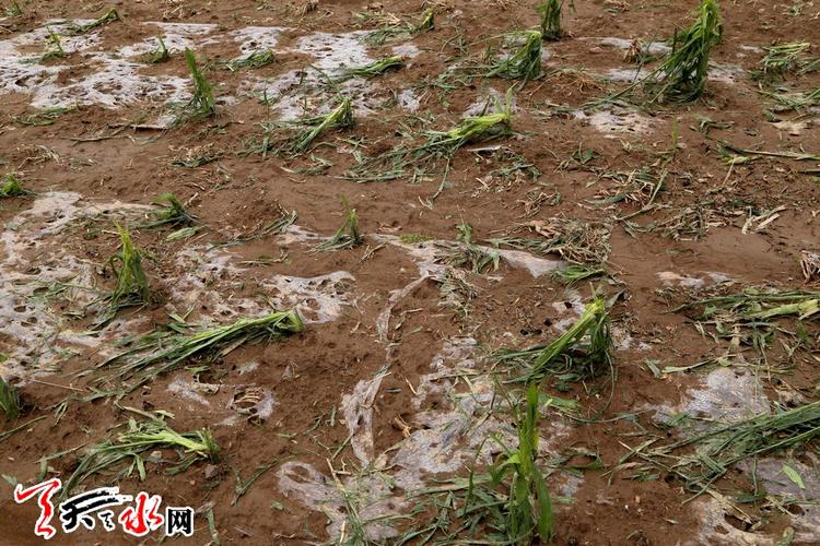 黑龙江冰雹农业受灾了吗?海林今晚天气情况-图3 黑龙江冰雹农业受灾了吗?海林今晚天气情况-图3