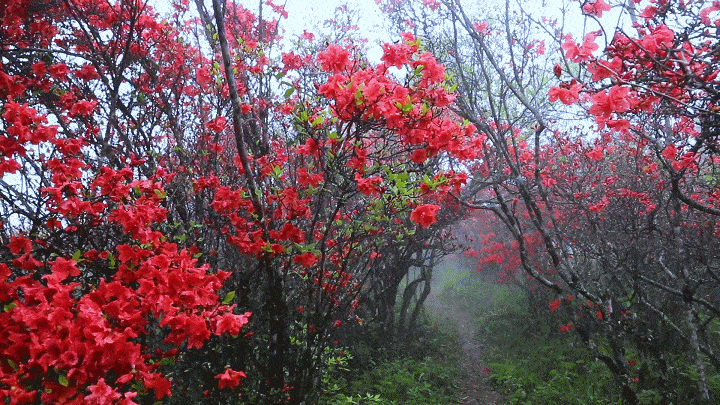 湖南韶山杜鹃花什么时间开?明天韶山天气情况-图3 湖南韶山杜鹃花什么时间开?明天韶山天气情况-图3