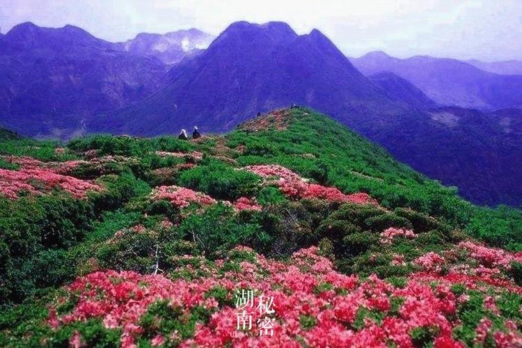 湖南韶山杜鹃花什么时间开？明天韶山天气情况