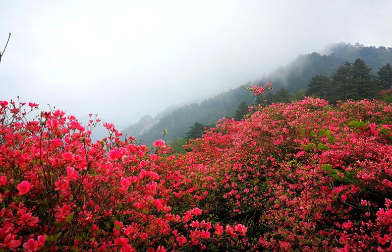 湖南韶山杜鹃花什么时间开?明天韶山天气情况-图2 湖南韶山杜鹃花什么时间开?明天韶山天气情况-图2