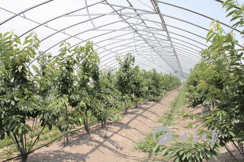 大丰万盈樱桃园开园了吗？大丰区天气情况