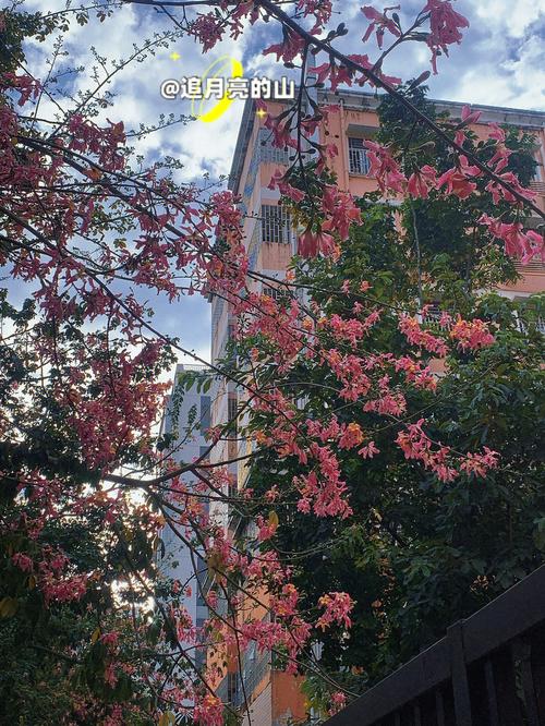 花都开好了文案？广州花都天气情况