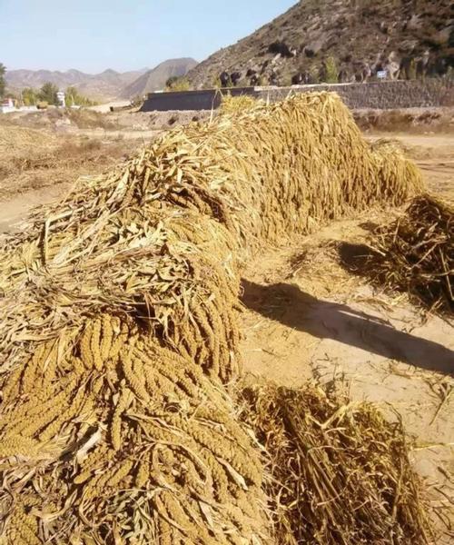 全国哪个地方产的小米最优质？怎么样？武乡的天气情况