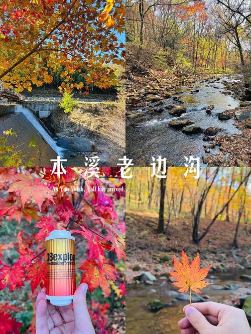 21年本溪枫叶大概什么时候红?老边沟天气情况-图2 21年本溪枫叶大概什么时候红?老边沟天气情况-图2