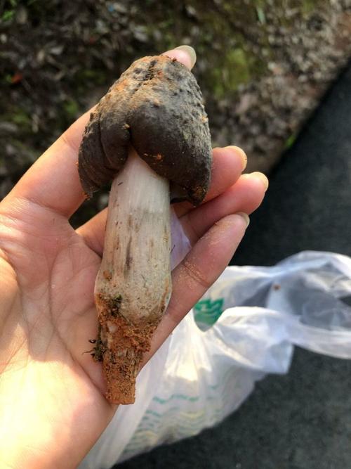 什么天气最好捡菌子?拾他天气情况-图2 什么天气最好捡菌子?拾他天气情况-图2