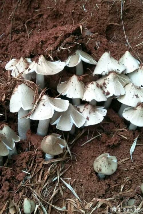 什么天气最好捡菌子?拾他天气情况-图3 什么天气最好捡菌子?拾他天气情况-图3