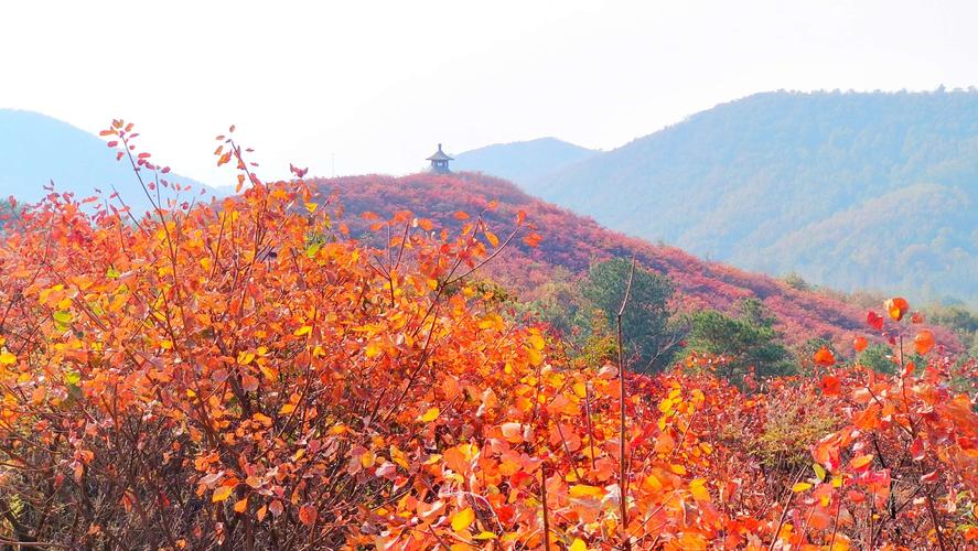 桐柏红叶最佳观赏时间?桐柏近期天气情况-图3 桐柏红叶最佳观赏时间?桐柏近期天气情况-图3