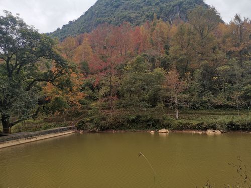 德保枫叶什么时候红?德保历史天气情况-图2 德保枫叶什么时候红?德保历史天气情况-图2