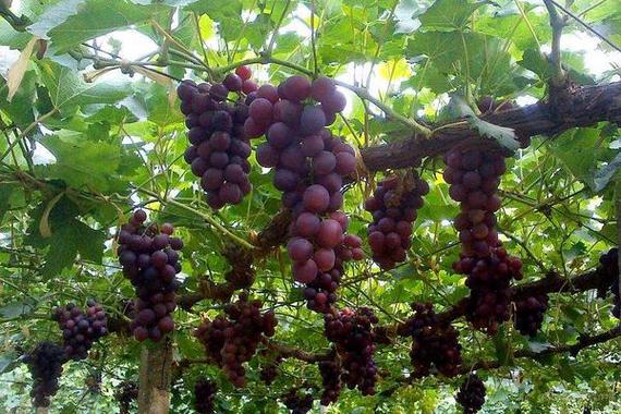 北京气候特点怎样？适合种植什么品种的葡萄？为什么？北京天气10后天气情况