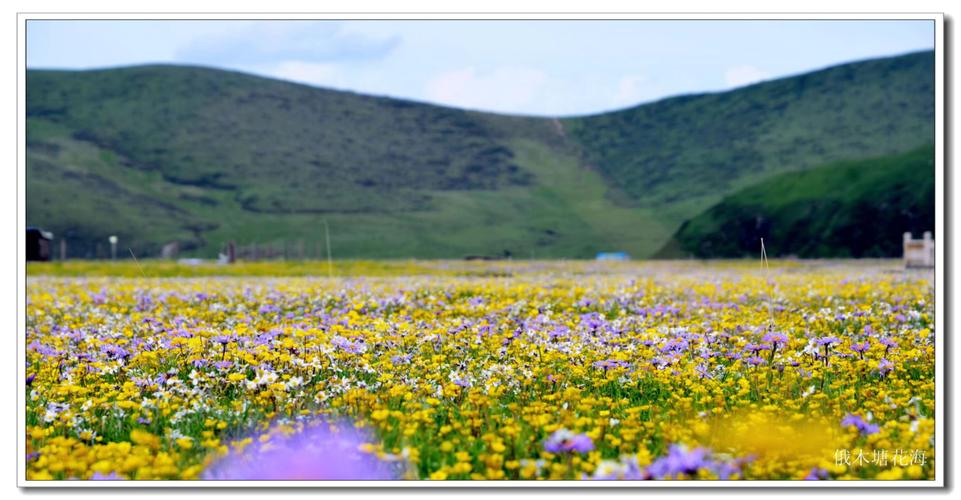 俄么塘花海景区海拔多少米?俄么塘天气情况-图3 俄么塘花海景区海拔多少米?俄么塘天气情况-图3
