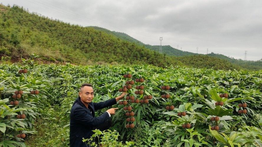 玉环菜是怎样生长的?玉环这周天气情况-图3 玉环菜是怎样生长的?玉环这周天气情况-图3