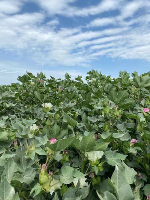 棉花8月15号开花还能成桃吗？8月桃天气情况
