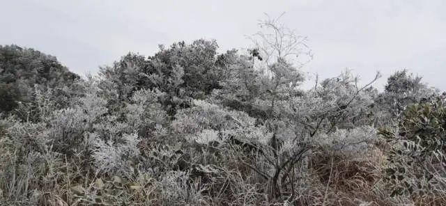 广州从化五指山下雪吗?29号从化天气情况-图1 广州从化五指山下雪吗?29号从化天气情况-图1