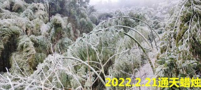 广州从化五指山下雪吗?29号从化天气情况-图2 广州从化五指山下雪吗?29号从化天气情况-图2