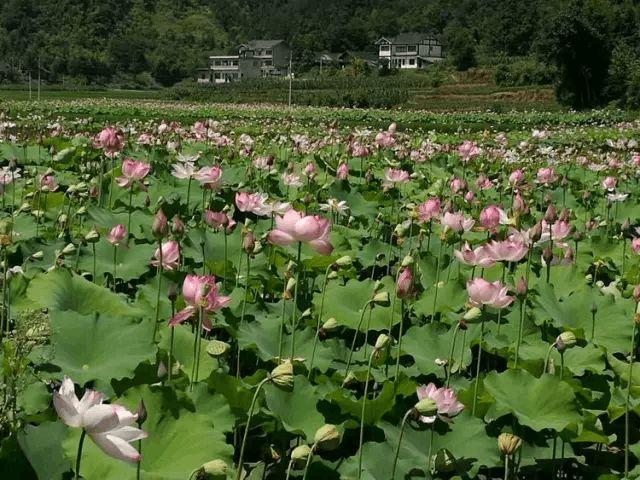 湄潭附近哪里有荷花?贵州湄潭近日天气情况-图2 湄潭附近哪里有荷花?贵州湄潭近日天气情况-图2