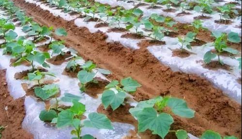 什么天气移栽黄瓜最好？明天开化天气情况