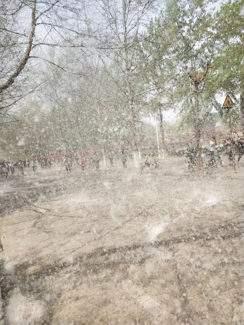杨絮从什么年代就有了?明天宝应天气情况-图2 杨絮从什么年代就有了?明天宝应天气情况-图2