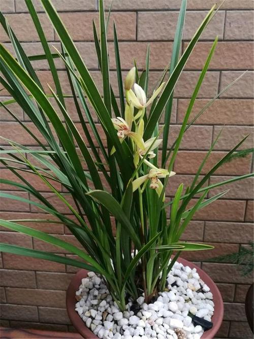 湖北省孝感市的气候适合种兰花吗?五一 期间孝感天气情况-图2 湖北省孝感市的气候适合种兰花吗?五一 期间孝感天气情况-图2