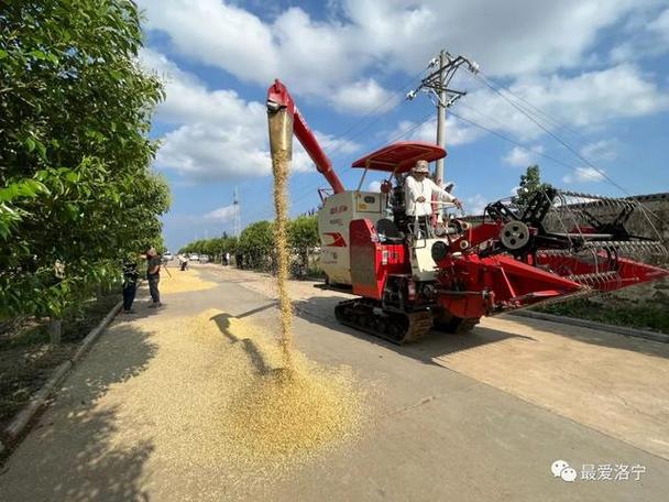 洛宁小麦成熟情况?今天洛宁的天气情况-图2 洛宁小麦成熟情况?今天洛宁的天气情况-图2