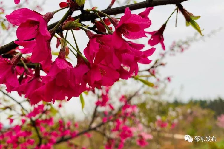 邵东樱花开了吗?邵东22号天气情况-图3 邵东樱花开了吗?邵东22号天气情况-图3