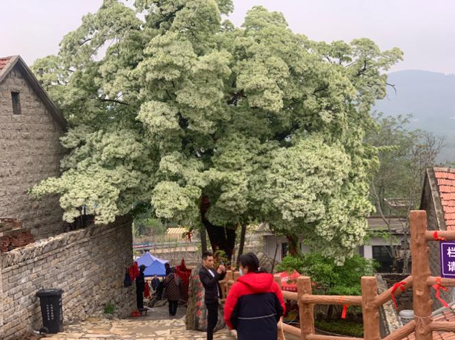 费县马庄流苏树还开着花吗？费县现在的天气情况