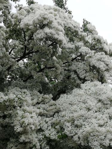 费县马庄流苏树还开着花吗?费县现在的天气情况-图3 费县马庄流苏树还开着花吗?费县现在的天气情况-图3