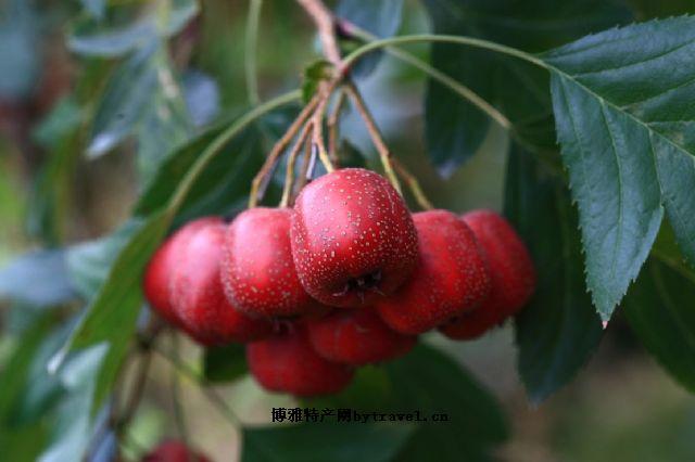 红果怎么样晒干?遵义红果的天气情况-图3 红果怎么样晒干?遵义红果的天气情况-图3