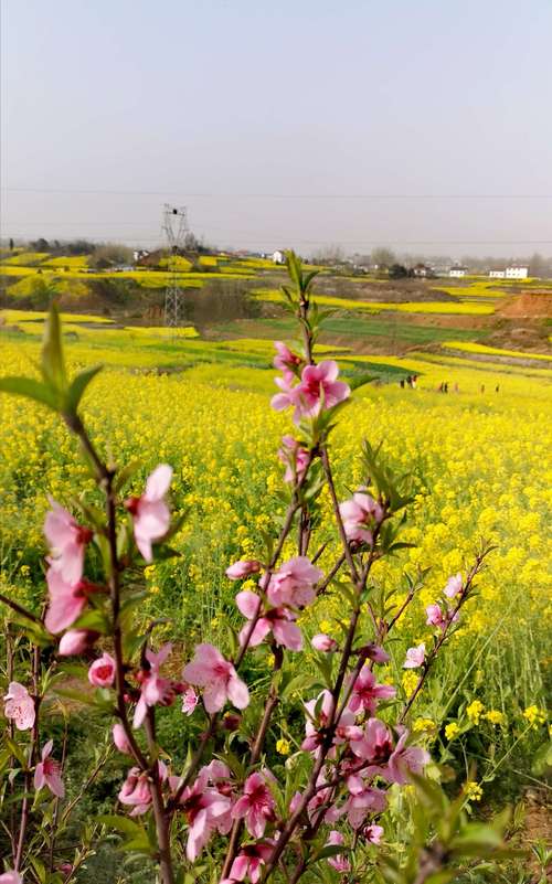 陕西汉中油菜花清明节还有吗?陕西清明天气情况-图1 陕西汉中油菜花清明节还有吗?陕西清明天气情况-图1