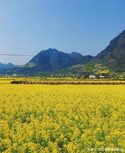 陕西汉中油菜花清明节还有吗?陕西清明天气情况-图2 陕西汉中油菜花清明节还有吗?陕西清明天气情况-图2