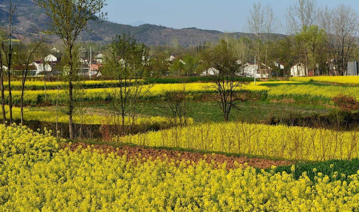 陕西汉中油菜花清明节还有吗?陕西清明天气情况-图3 陕西汉中油菜花清明节还有吗?陕西清明天气情况-图3
