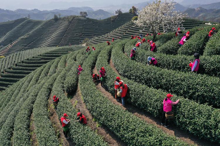 富阳拔山茶叶什么时候可以开采?富阳的未来天气情况-图1 富阳拔山茶叶什么时候可以开采?富阳的未来天气情况-图1