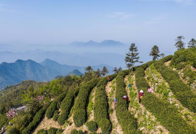 富阳拔山茶叶什么时候可以开采?富阳的未来天气情况-图2 富阳拔山茶叶什么时候可以开采?富阳的未来天气情况-图2