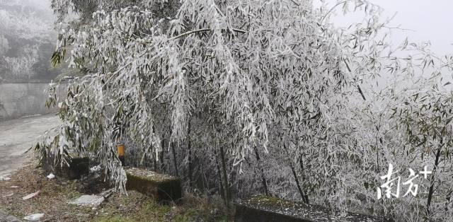 今年云浮大金山下雪了吗？云浮明天的天气情况
