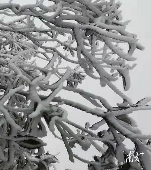 今年云浮大金山下雪了吗?云浮明天的天气情况-图3 今年云浮大金山下雪了吗?云浮明天的天气情况-图3