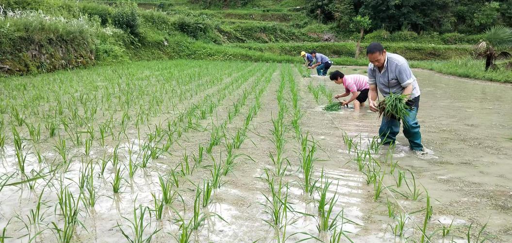 种水稻能赚钱吗?钟祥明天天气情况-图2 种水稻能赚钱吗?钟祥明天天气情况-图2