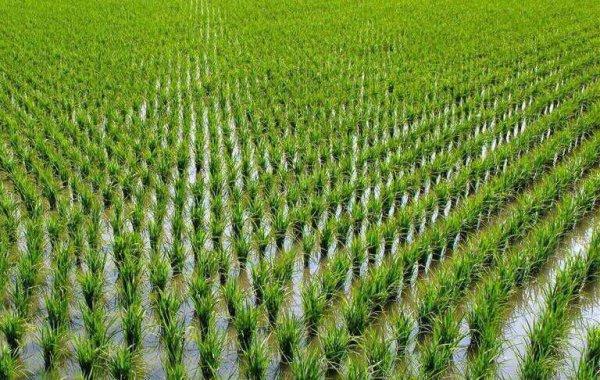 种水稻能赚钱吗?钟祥明天天气情况-图3 种水稻能赚钱吗?钟祥明天天气情况-图3