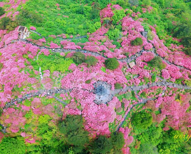 麻城杜鹃花门票什么价?麻城15号天气情况-图2 麻城杜鹃花门票什么价?麻城15号天气情况-图2