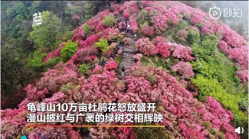 麻城杜鹃花门票什么价?麻城15号天气情况-图3 麻城杜鹃花门票什么价?麻城15号天气情况-图3