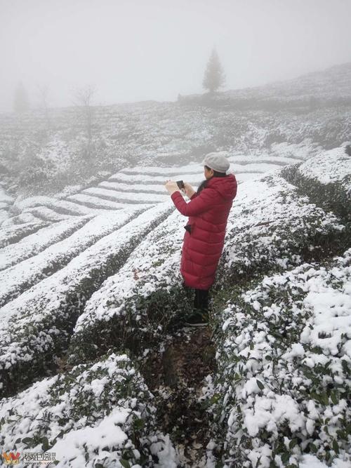 龙岩天宫山下雪了吗?龙岩26号天气情况-图2 龙岩天宫山下雪了吗?龙岩26号天气情况-图2