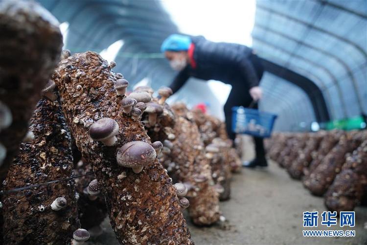 香菇栽培用哪些菌制作，广东可以种植吗？春节庆元天气情况
