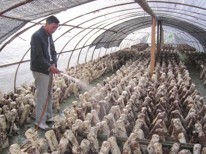 香菇栽培用哪些菌制作,广东可以种植吗?春节庆元天气情况-图3 香菇栽培用哪些菌制作,广东可以种植吗?春节庆元天气情况-图3