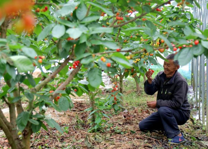 文登大樱桃采摘哪家好?威海初村天气情况-图2 文登大樱桃采摘哪家好?威海初村天气情况-图2