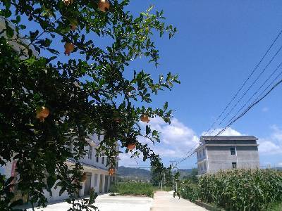 湖北房县气候适合种植什么果树?今天房县的天气情况-图2 湖北房县气候适合种植什么果树?今天房县的天气情况-图2