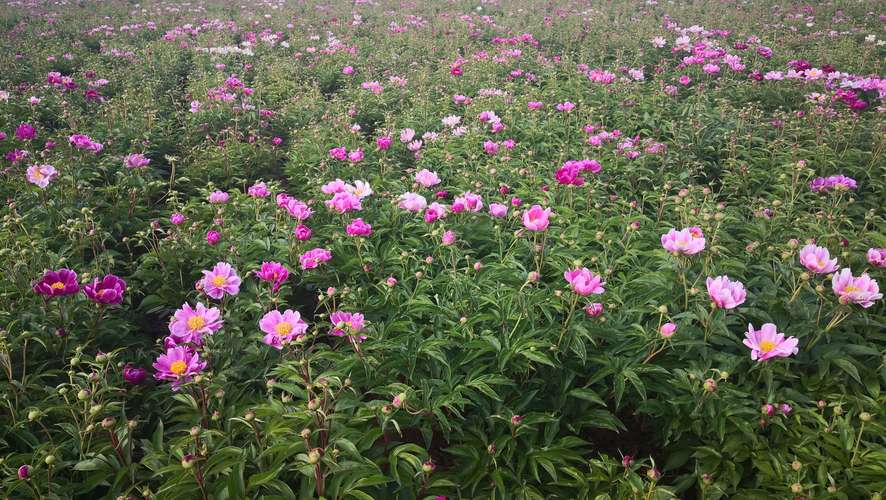 祁县芍药花在什么地方？今日祁县的天气情况