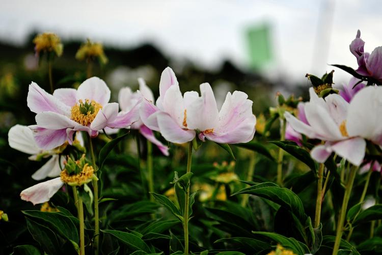 祁县芍药花在什么地方?今日祁县的天气情况-图3 祁县芍药花在什么地方?今日祁县的天气情况-图3