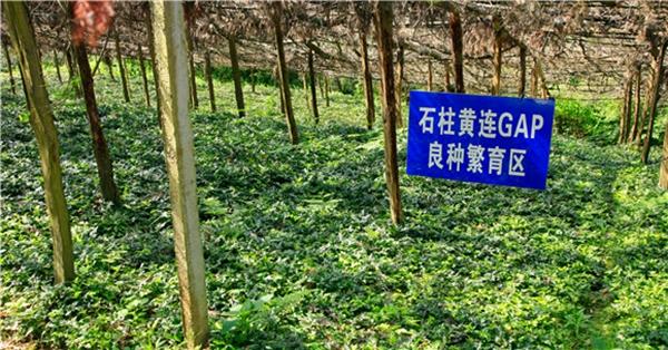黄连亩产量多少?桐梓黄莲乡天气情况-图2 黄连亩产量多少?桐梓黄莲乡天气情况-图2