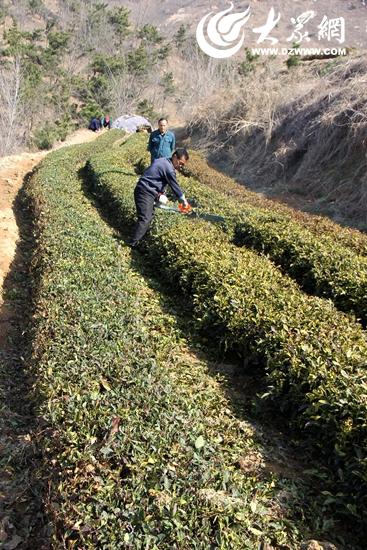为什么日照适宜茶树的生长 从气候角度分析?日照10号天气情况-图2 为什么日照适宜茶树的生长 从气候角度分析?日照10号天气情况-图2