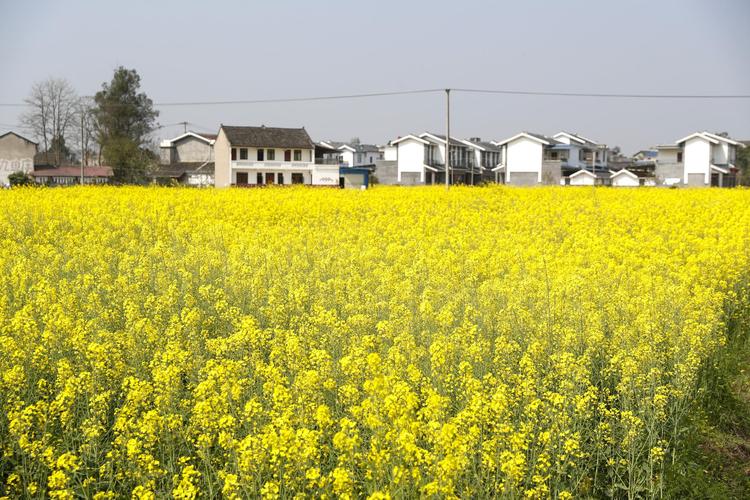 2023年潼南油菜花开了吗?重庆潼南天气情况-图3 2023年潼南油菜花开了吗?重庆潼南天气情况-图3
